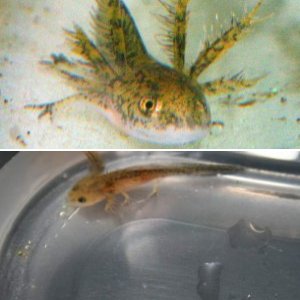 Verrucosus