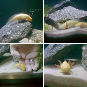Tank and axolotls