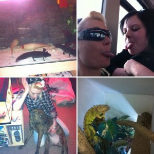 my animals