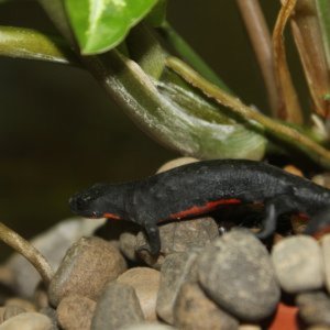 Fire belly newts