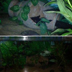 My tank