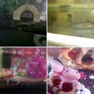 My cute little axolotls