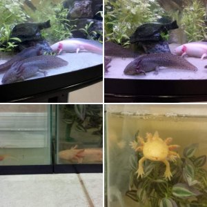 MY AXOLOTLS :D