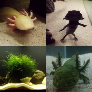 My Axolotls