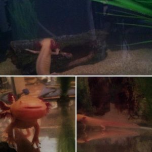 axolotl