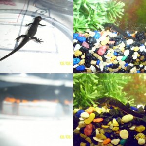 my chinese fire belly newts