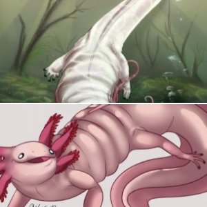 Axolotl Related Art
