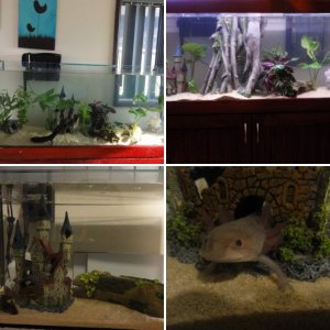 New tank setup with sand