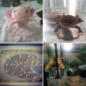 My Axolotls