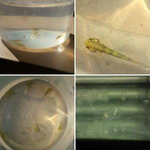 My Axolotl Baby Stages (from egg to current)