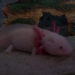 Rufus
