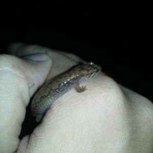 Desmognathus need ID