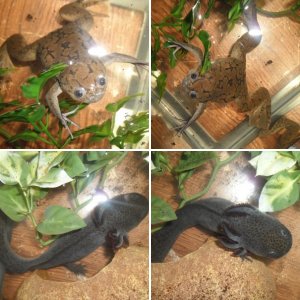 Photos
