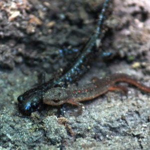Salamander Pic's