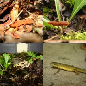 Notophthalmus Viridescens