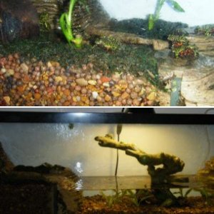 55 gallon viquariaum