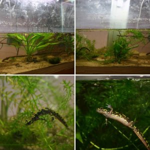 Triturus Marmoratus