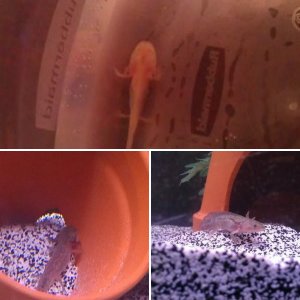 First Axolotls