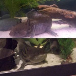 My Mate Dingo the Axolotl