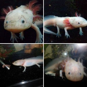 My first Axie