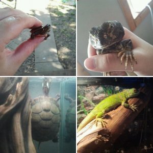 other herps