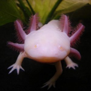 Limey <3