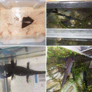 New A.andersoni and tank