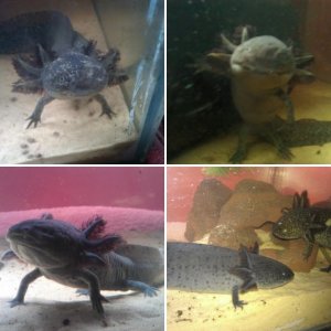 My Axolotls - Enrique and Miguel