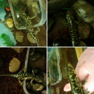 Salamander