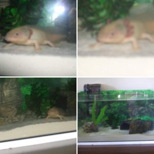 Merlin the Axolotl