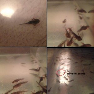Axolotl Family Album