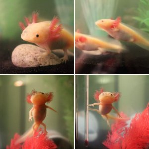 GFP's growing :)