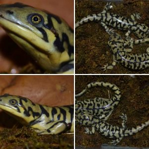 Tiger salamanders