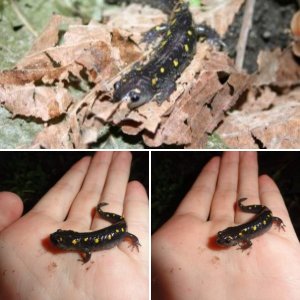 Ambystoma maculatum