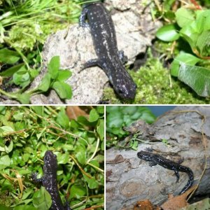 Ambystoma laterale