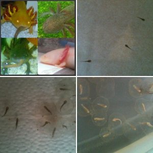 my axies