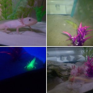 My Axolotls!