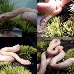 Blue spotted Saly and my Snow corn