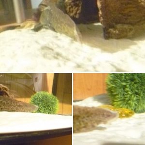 Sick axolotl