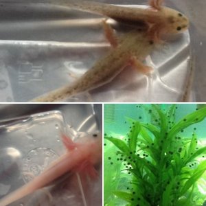 1st Babies
