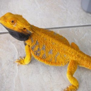 Beardies