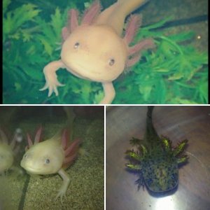 My Axolotls