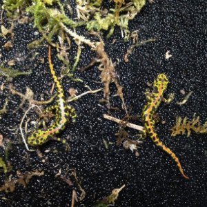 Triturus