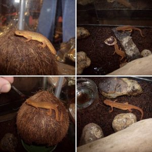 Red Efts