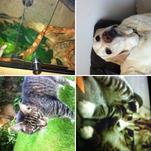 My pets