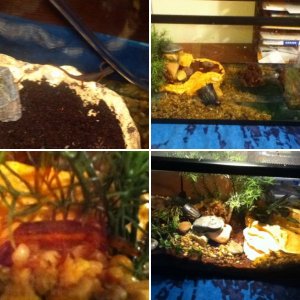 Pictures