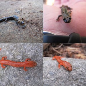 Salamanders in the wild