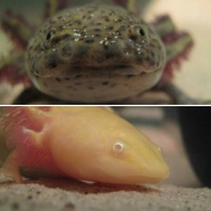 My Axies