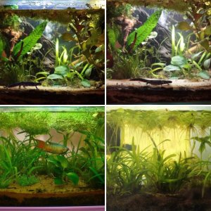 Newt Tank