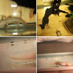 Aaaxolotls
